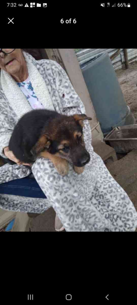 puppies - Soperton, Georgia - FleaMarketBay