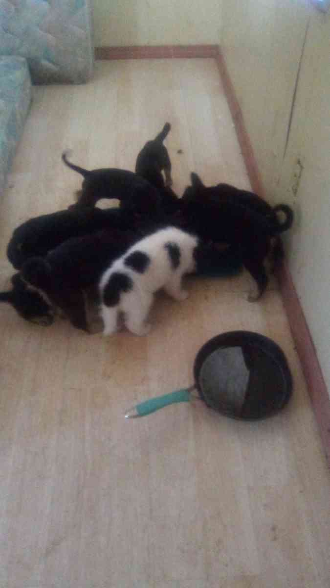 puppies - Hobbs, New Mexico