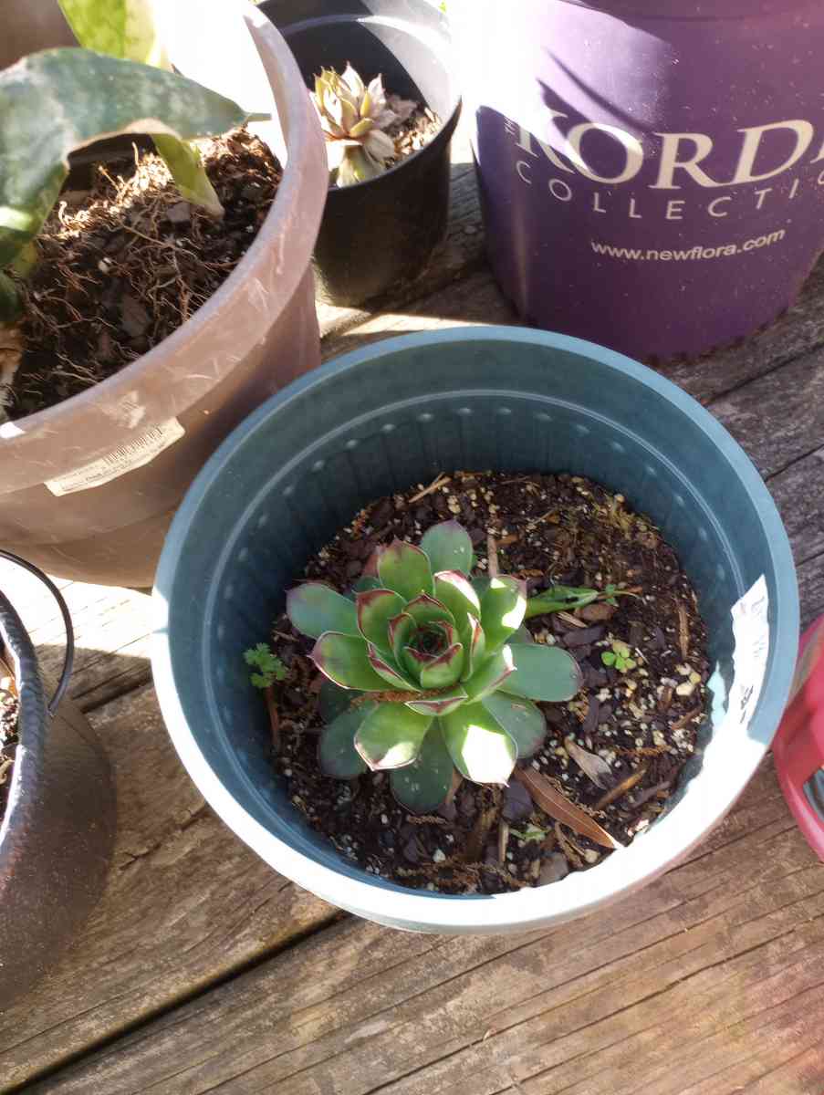 hen and chick plants and snake plants - Benson, North Carolina - FleaMarketBay