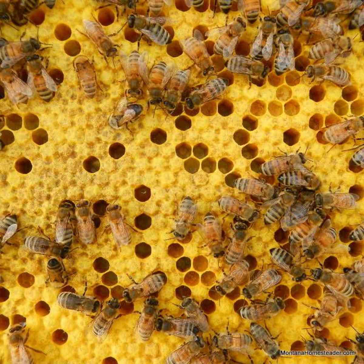 Free Bee Inspection and Removal ClovisFresnoSangerTollhouse - Clovis, California - FleaMarketBay