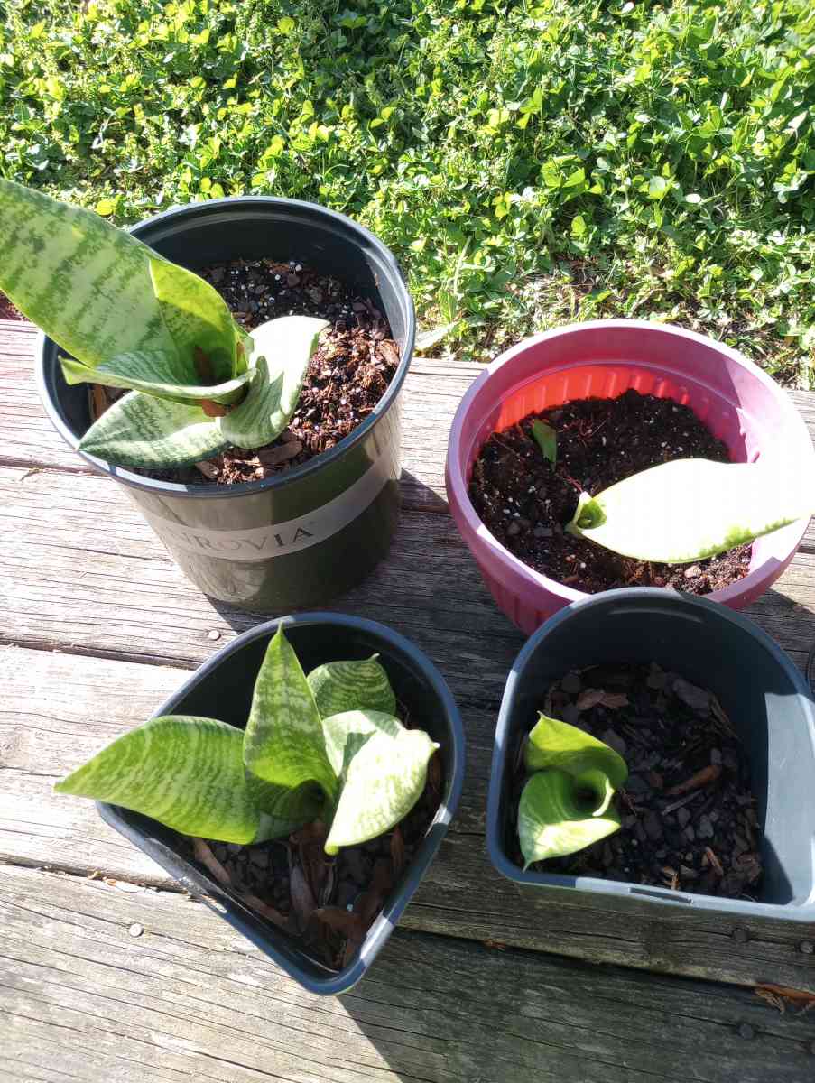 hen and chick plants and snake plants - Benson, North Carolina - FleaMarketBay