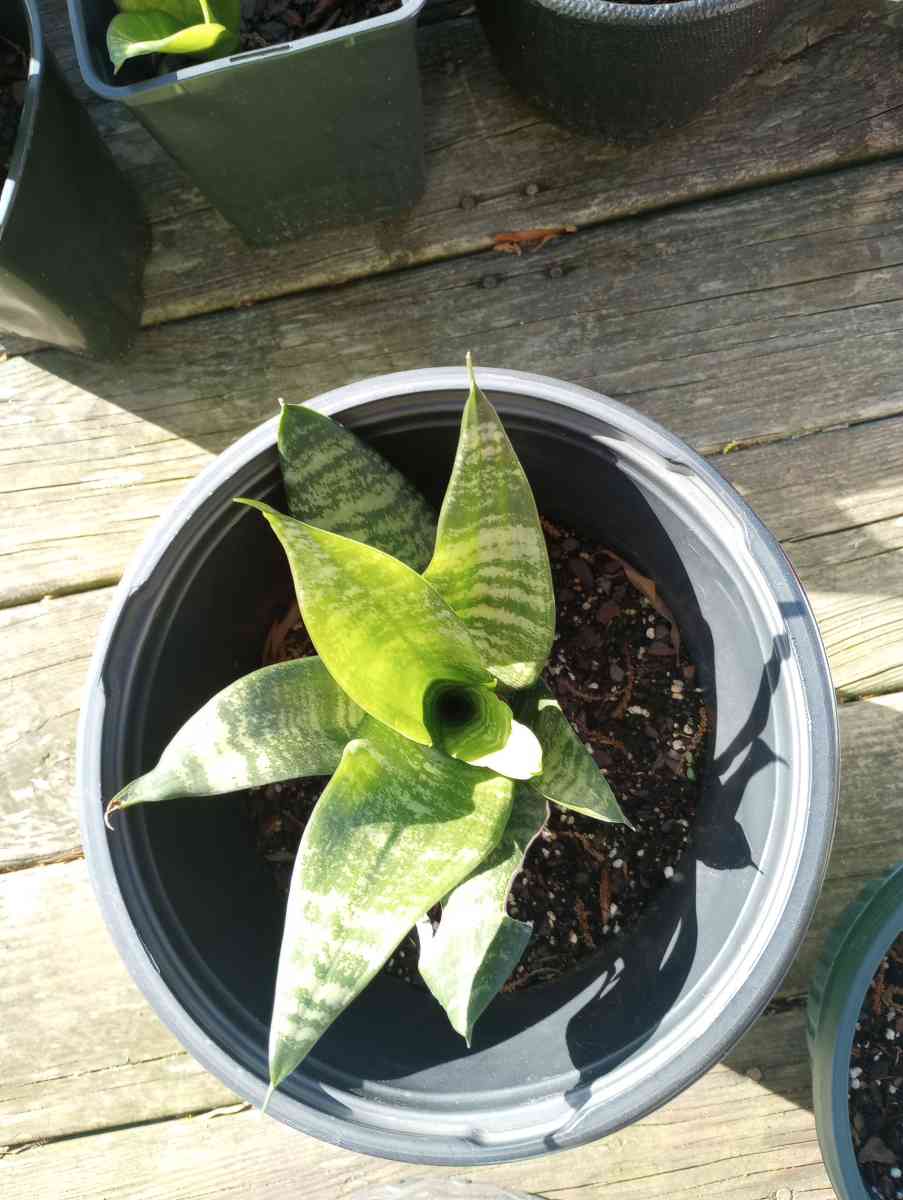 hen and chick plants and snake plants - Benson, North Carolina - FleaMarketBay
