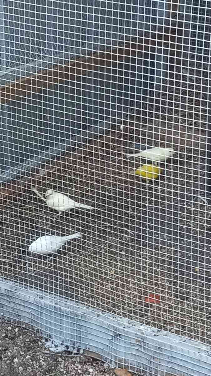 son cune - Hialeah, Florida - FleaMarketBay