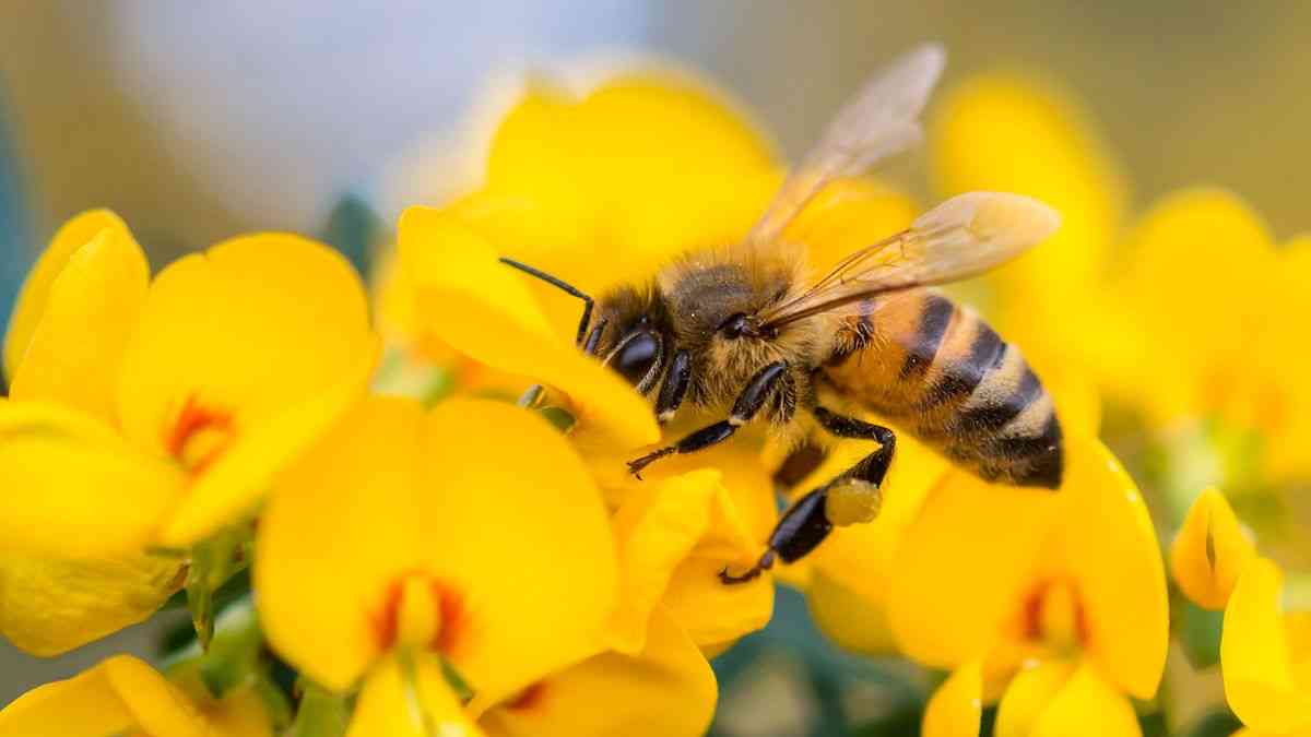 Free Bee Inspection and Removal ClovisFresnoSangerTollhouse - Clovis, California - FleaMarketBay