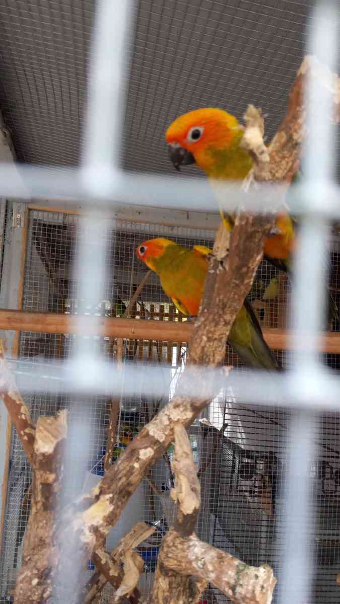 son cune - Hialeah, Florida