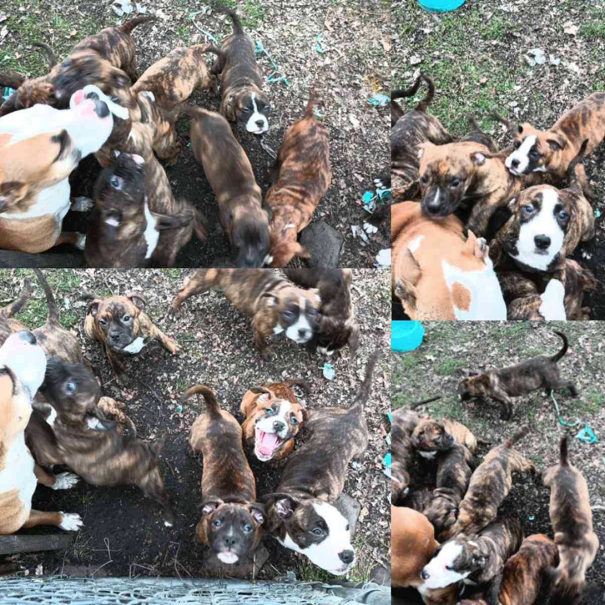 ole pit bulldogge pups - Brant, Michigan - FleaMarketBay