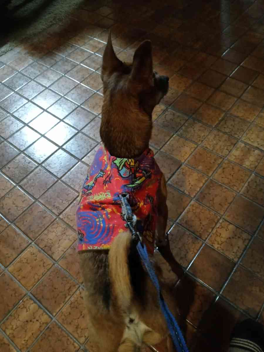 Reversible Jacket harness For Medium Small Dog - Las Vegas, Nevada - FleaMarketBay