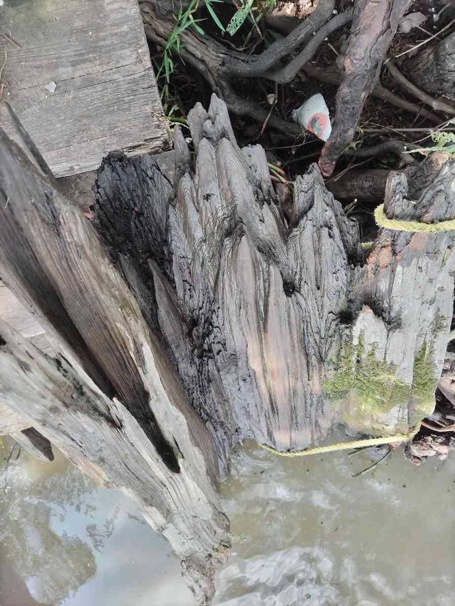 cypress driftwood - Gueydan, Louisiana