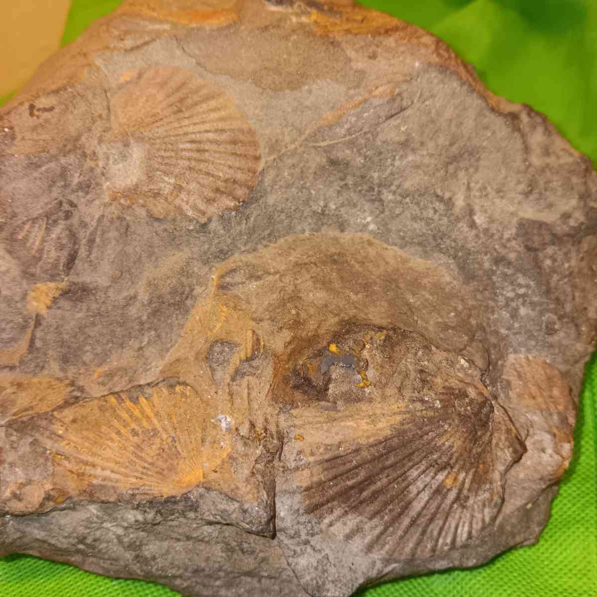 fossil - San Gabriel, California