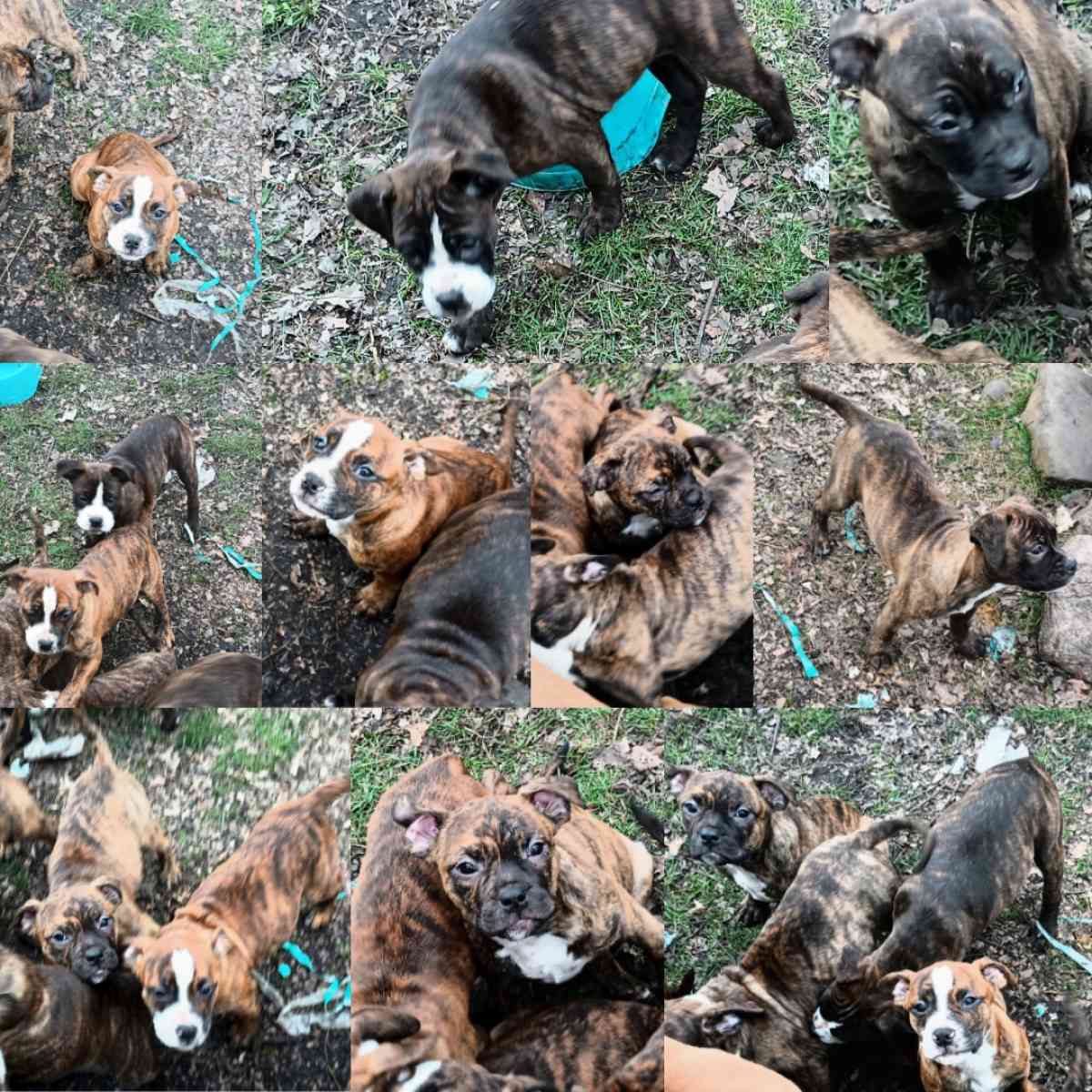 ole pit bulldogge pups - Brant, Michigan - FleaMarketBay