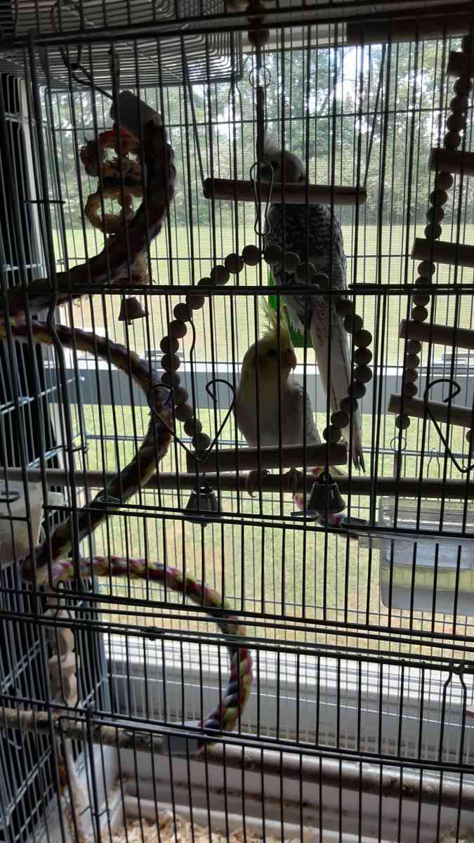 1 male cocktail and 1 female - Tullahoma, Tennessee - FleaMarketBay