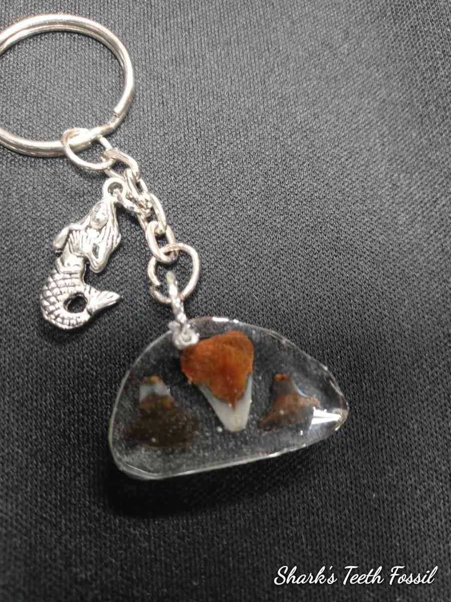 Chose One Key Chain or Pendant Fossilized SharksTooth - Las Vegas, Nevada - FleaMarketBay