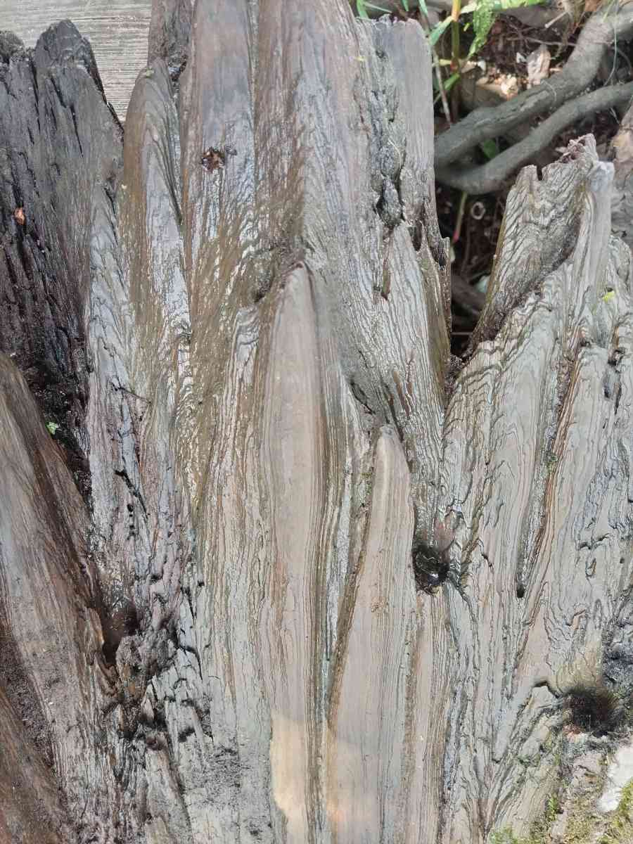 cypress driftwood - Gueydan, Louisiana - FleaMarketBay