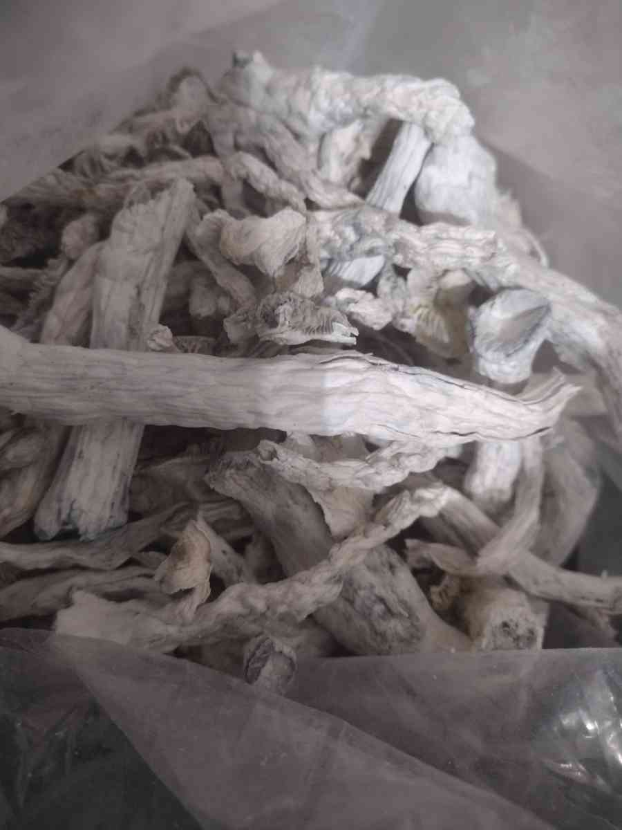 8th of spiritual mushrooms - Altamonte Springs, Florida