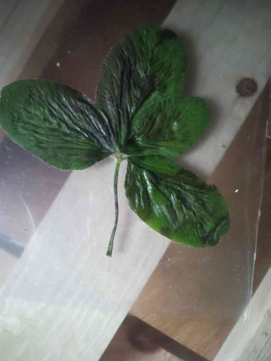 lucky clover - Bedford, Indiana