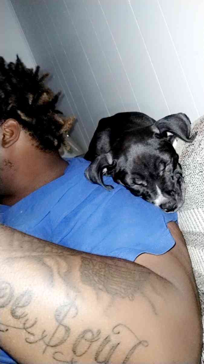 baby pitbull - Killeen, Texas - FleaMarketBay