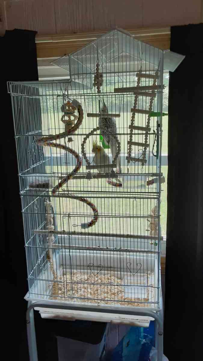 1 male cocktail and 1 female - Tullahoma, Tennessee