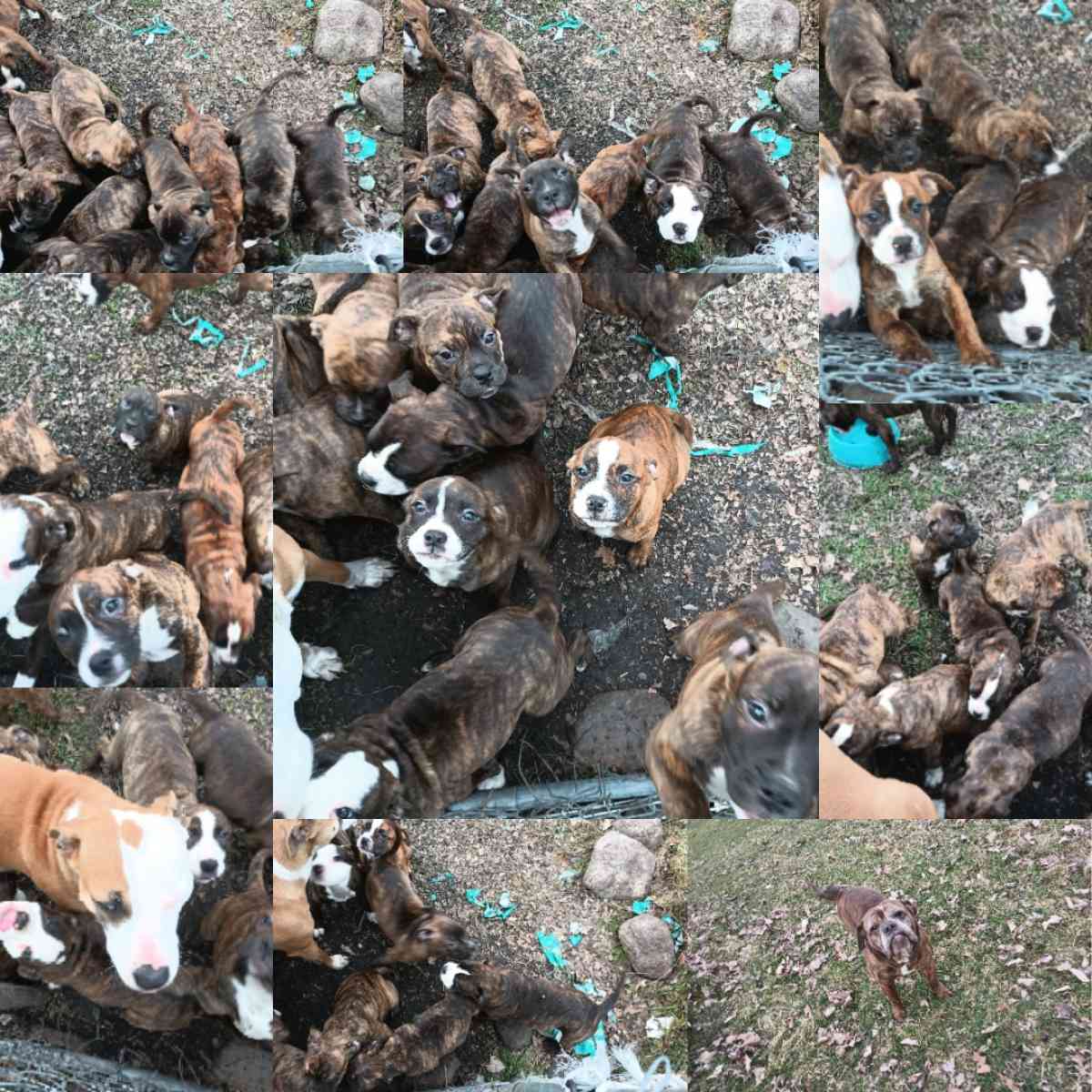 ole pit bulldogge pups - Brant, Michigan