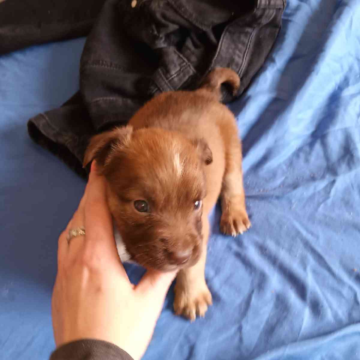 puppies - Terre Haute, Indiana