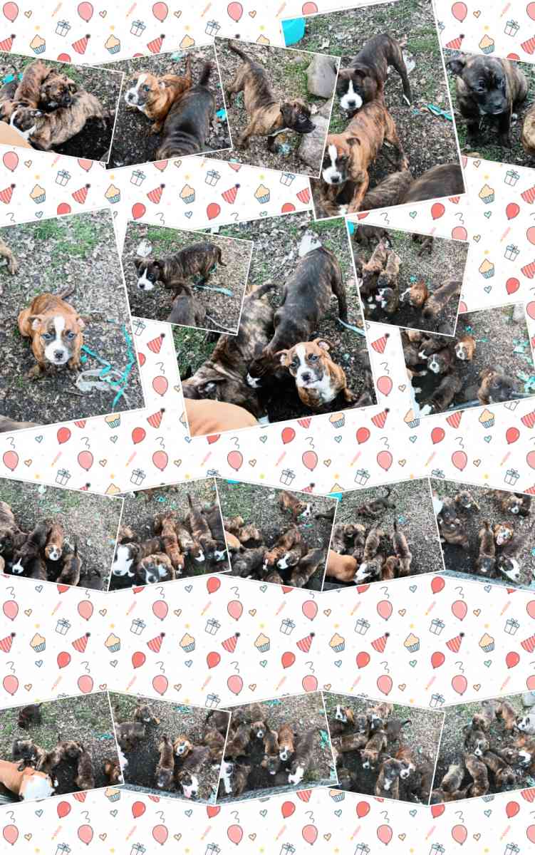 ole pit bulldogge pups - Brant, Michigan - FleaMarketBay
