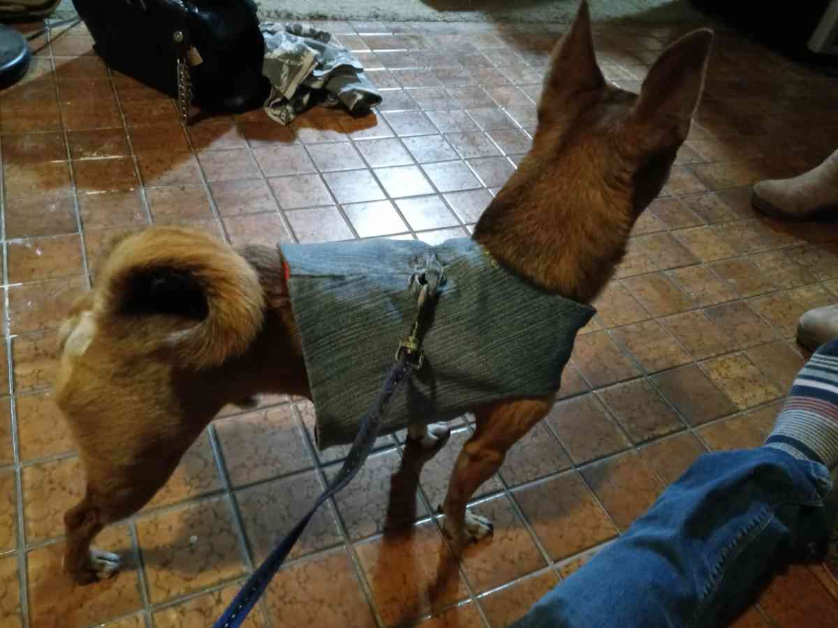 Reversible Jacket harness For Medium Small Dog - Las Vegas, Nevada