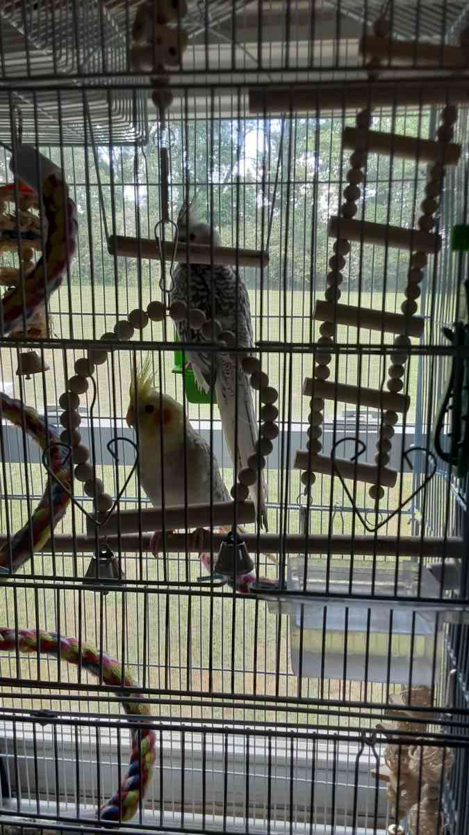 1 male cocktail and 1 female - Tullahoma, Tennessee - FleaMarketBay