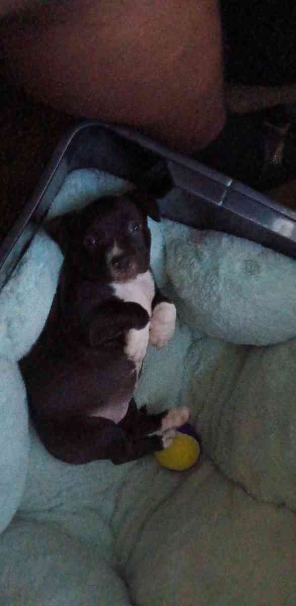 baby pitbull - Killeen, Texas - FleaMarketBay