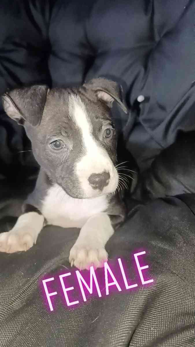 pitbull terriers red nose puppies - Chicago, Illinois