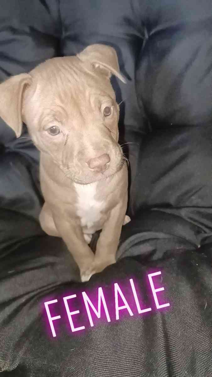 puppy - Chicago, Illinois