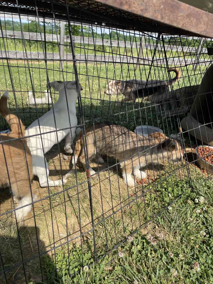 puppys - Williamstown, Kentucky - FleaMarketBay