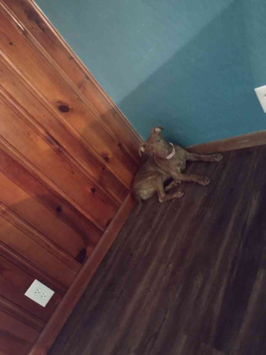 German Shepherd pitbull mix - Rossville, Georgia