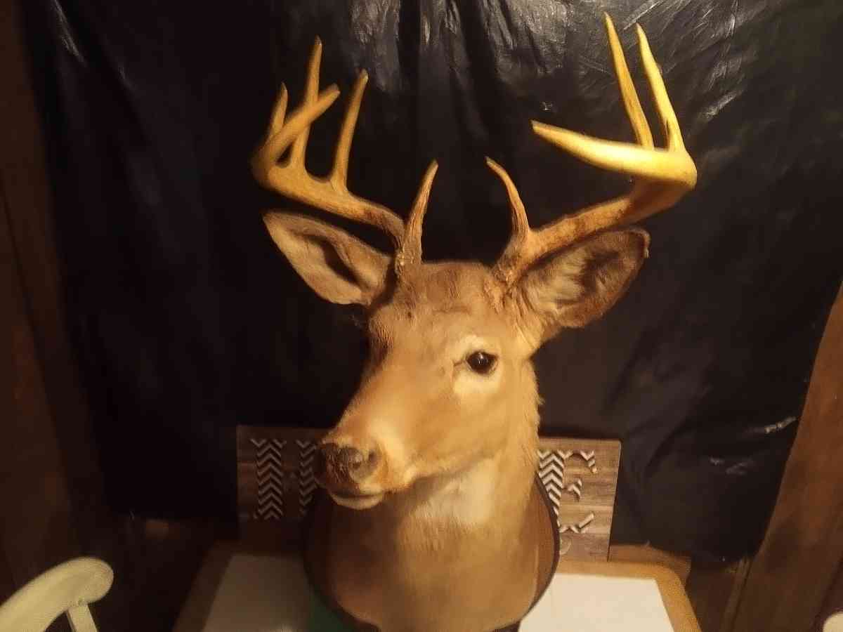 1981 Mounted White tail Deer - Jackson, Louisiana - FleaMarketBay