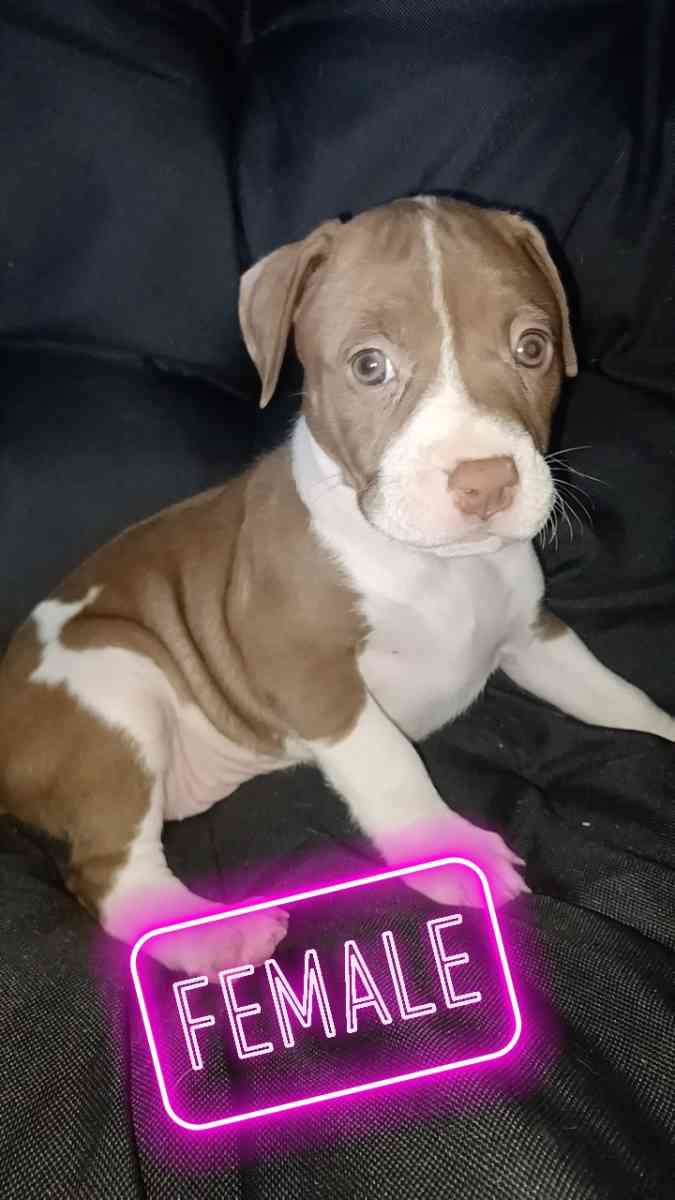 pitbull terriers red nose puppies - Chicago, Illinois - FleaMarketBay