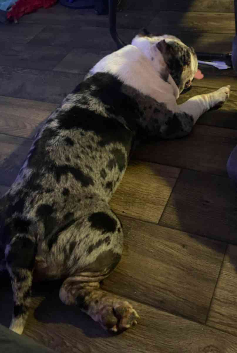 bulldog and pocket bully - Houston, Texas - FleaMarketBay