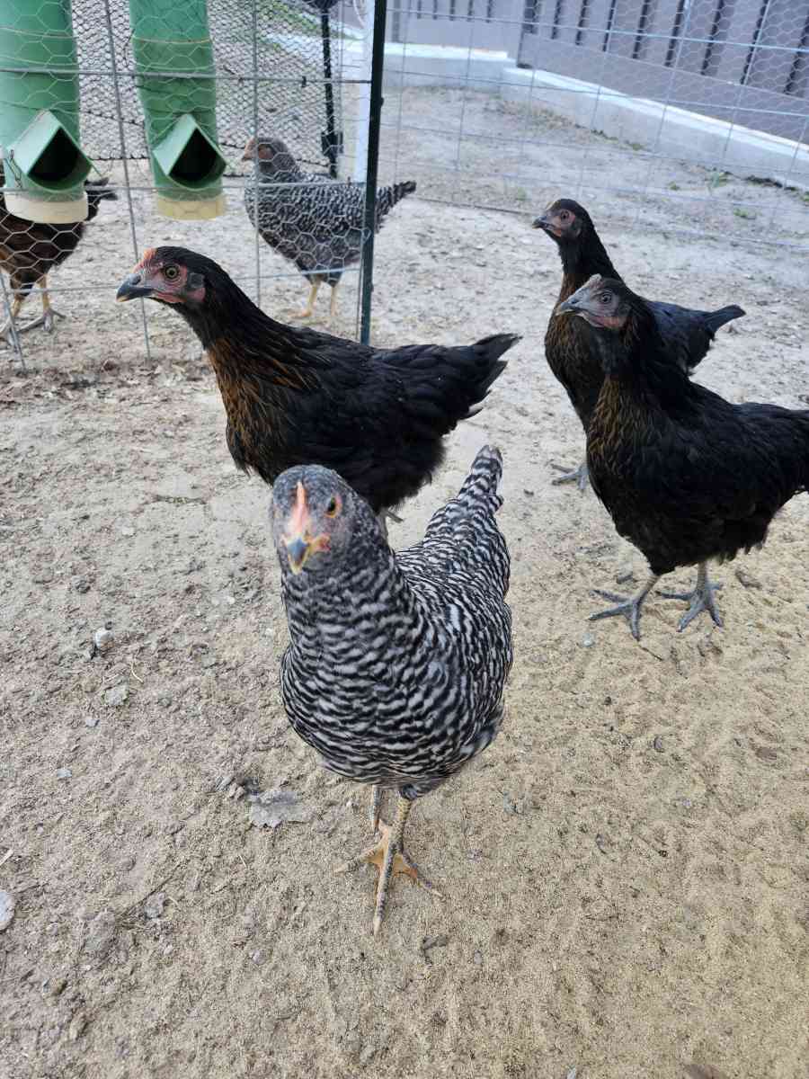 farm fresh eggs - Riverton, Utah - FleaMarketBay