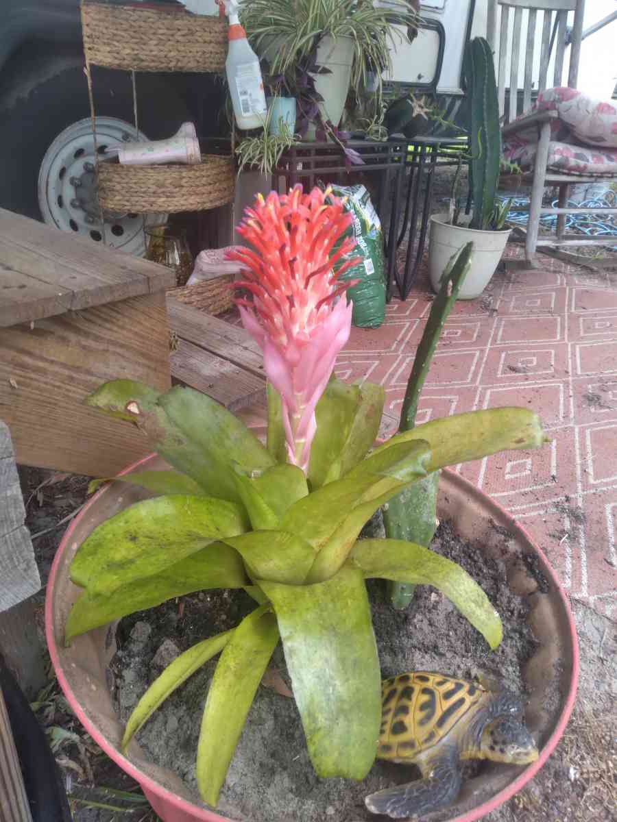 succulent blooms big flower in middlethey multiply - Tampa, Florida