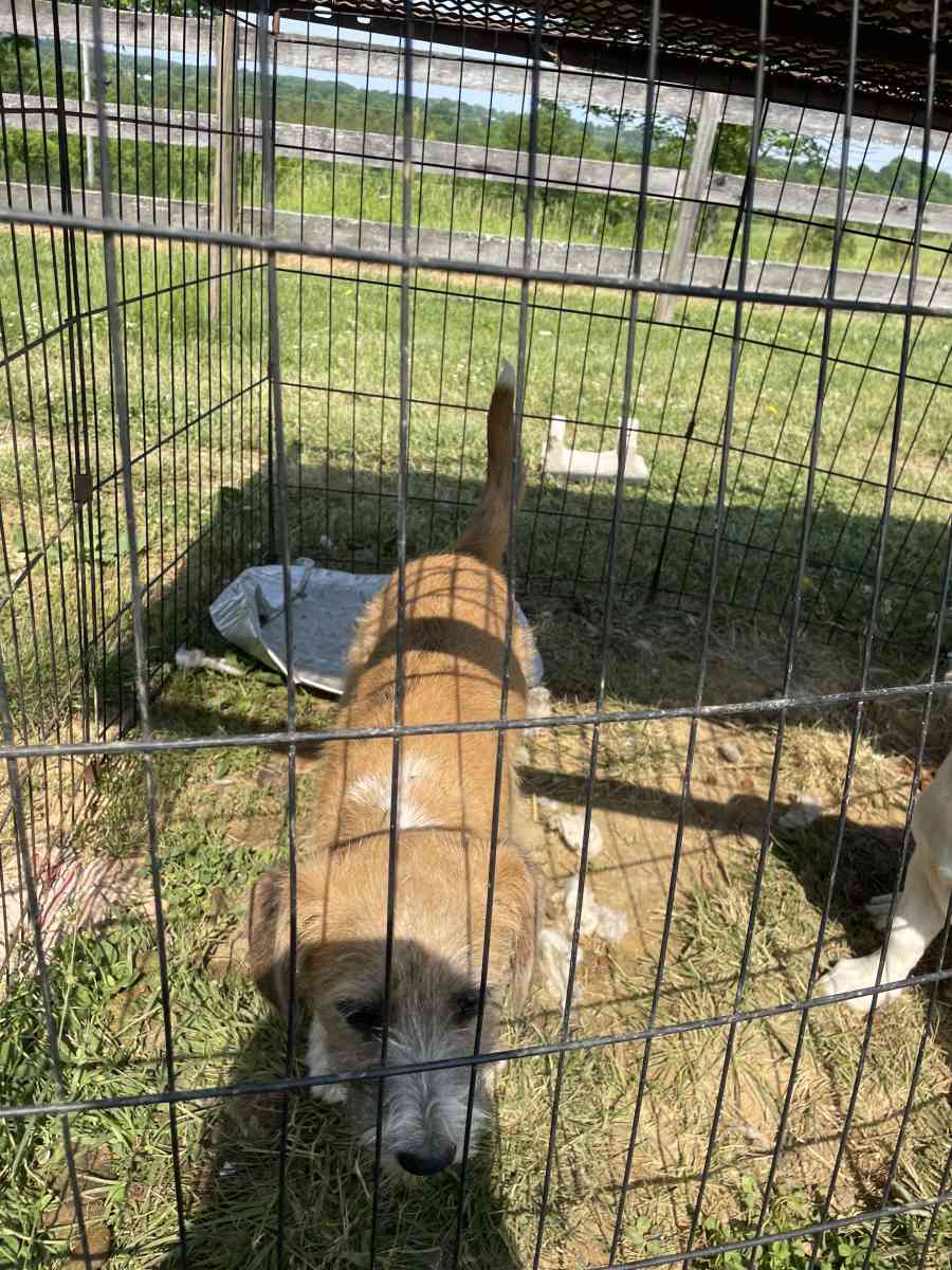 puppys - Williamstown, Kentucky
