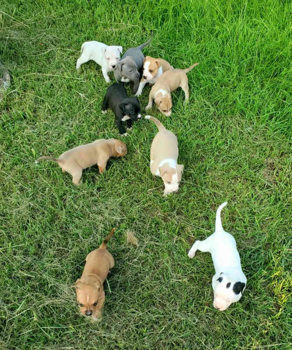 Puppies - Warner Robins, Georgia