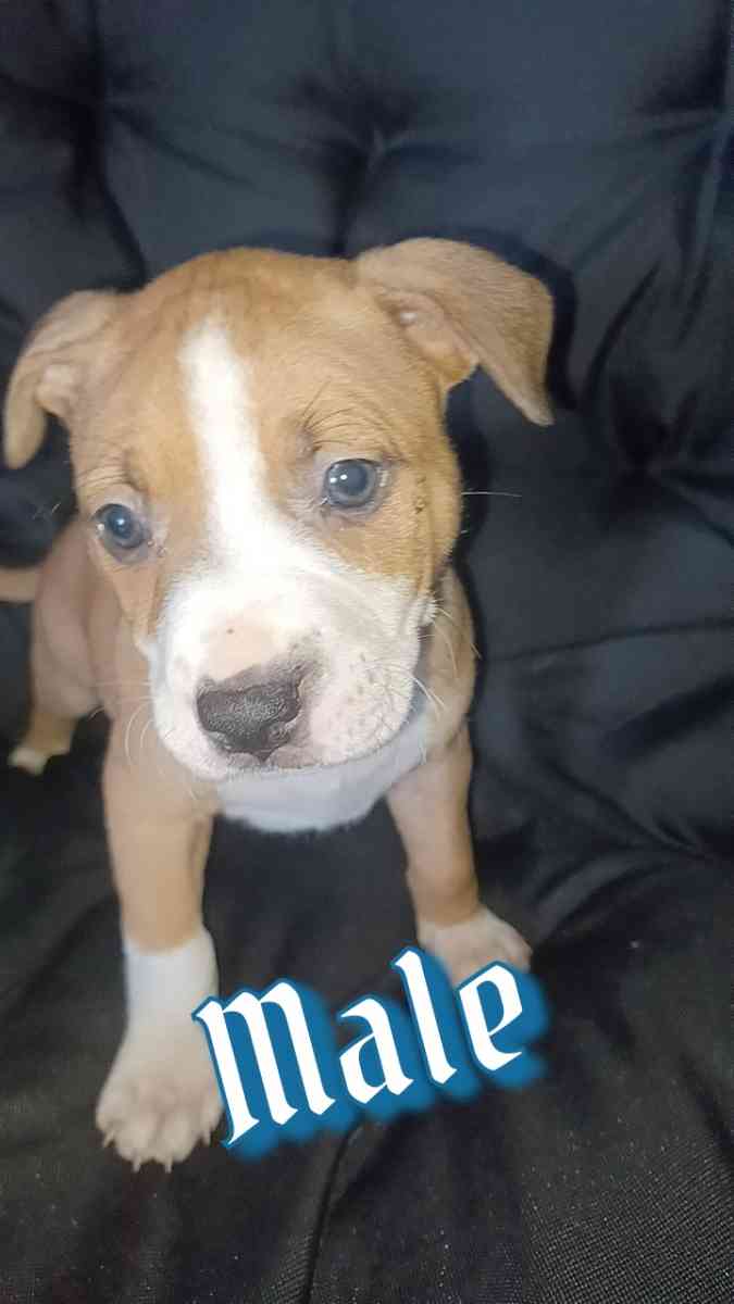 pitbull terriers red nose puppies - Chicago, Illinois - FleaMarketBay
