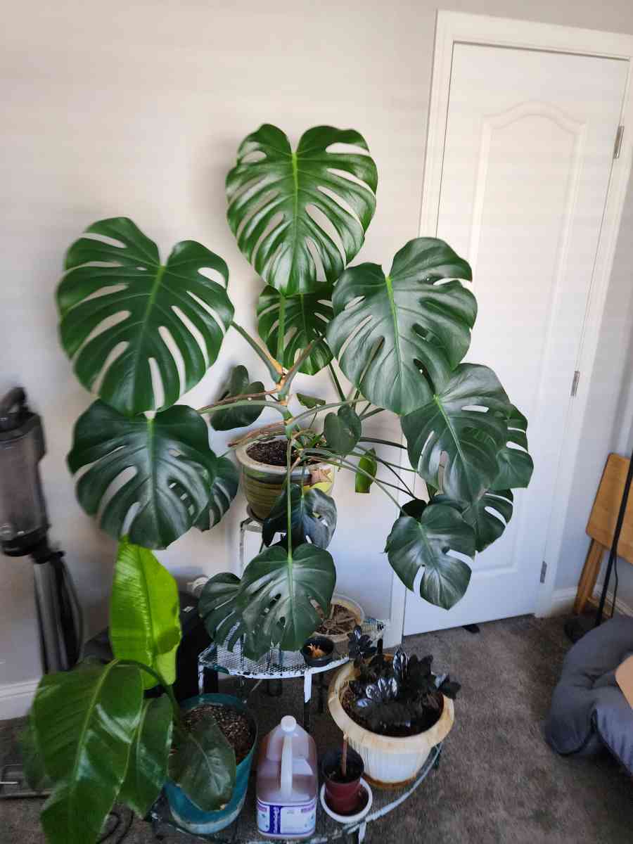 House plant - Chino Valley, Arizona