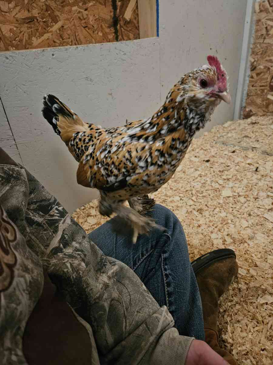 farm fresh eggs - Riverton, Utah - FleaMarketBay