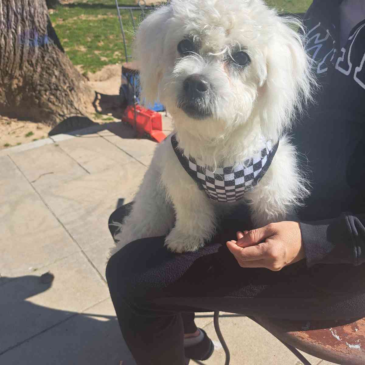 porq me movere - Fredericksburg, Virginia - FleaMarketBay