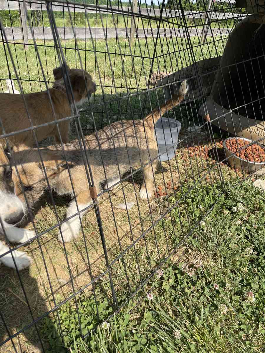 puppys - Williamstown, Kentucky - FleaMarketBay
