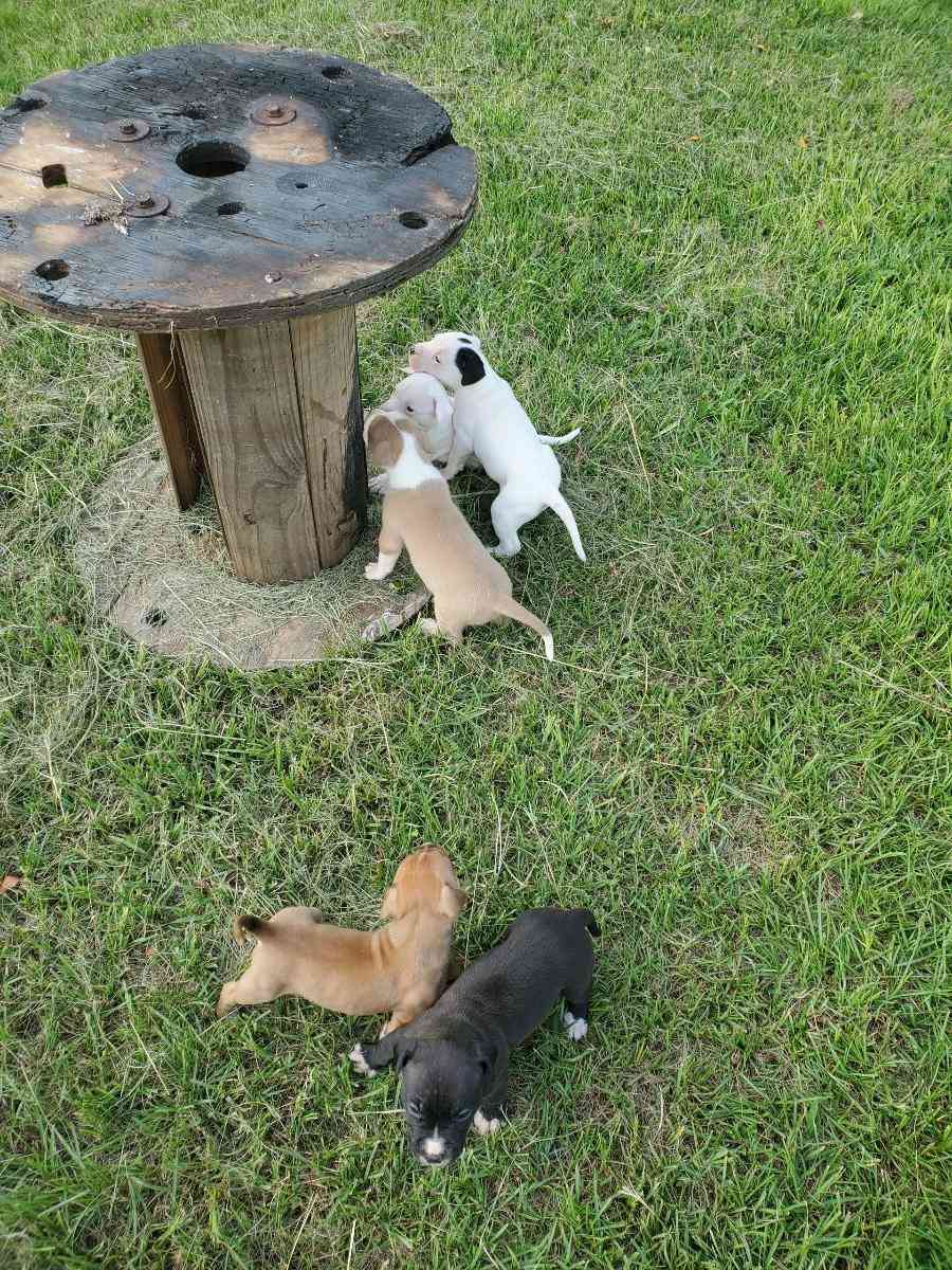 Puppies - Warner Robins, Georgia - FleaMarketBay