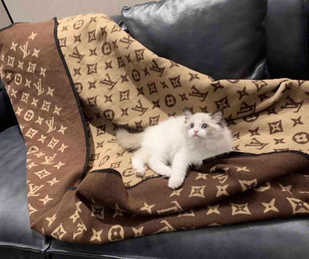 blanket - Mission Viejo, California