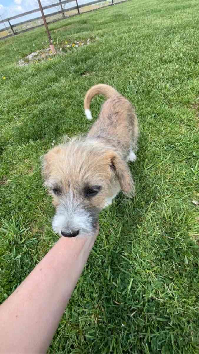 puppys - Williamstown, Kentucky - FleaMarketBay