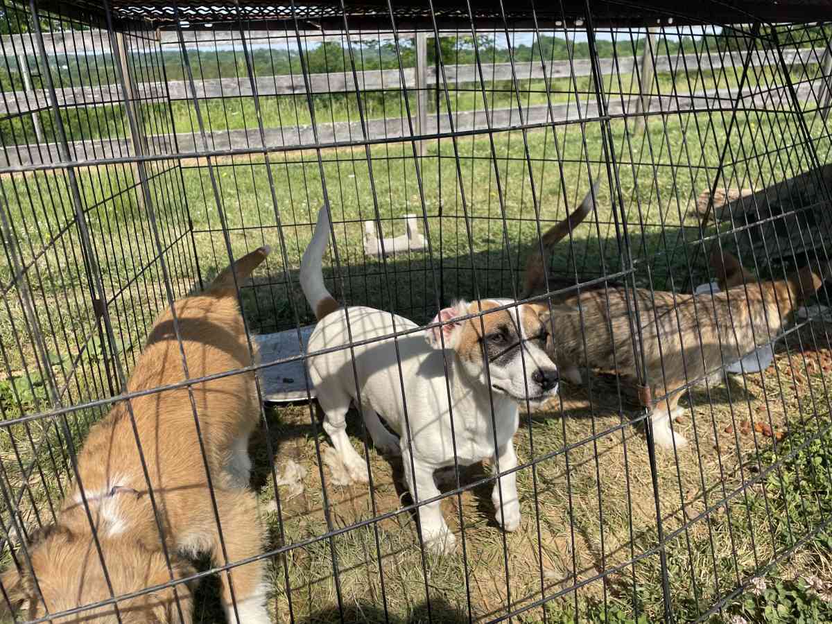puppys - Williamstown, Kentucky - FleaMarketBay