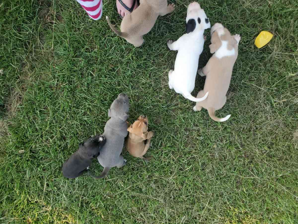 Puppies - Warner Robins, Georgia - FleaMarketBay