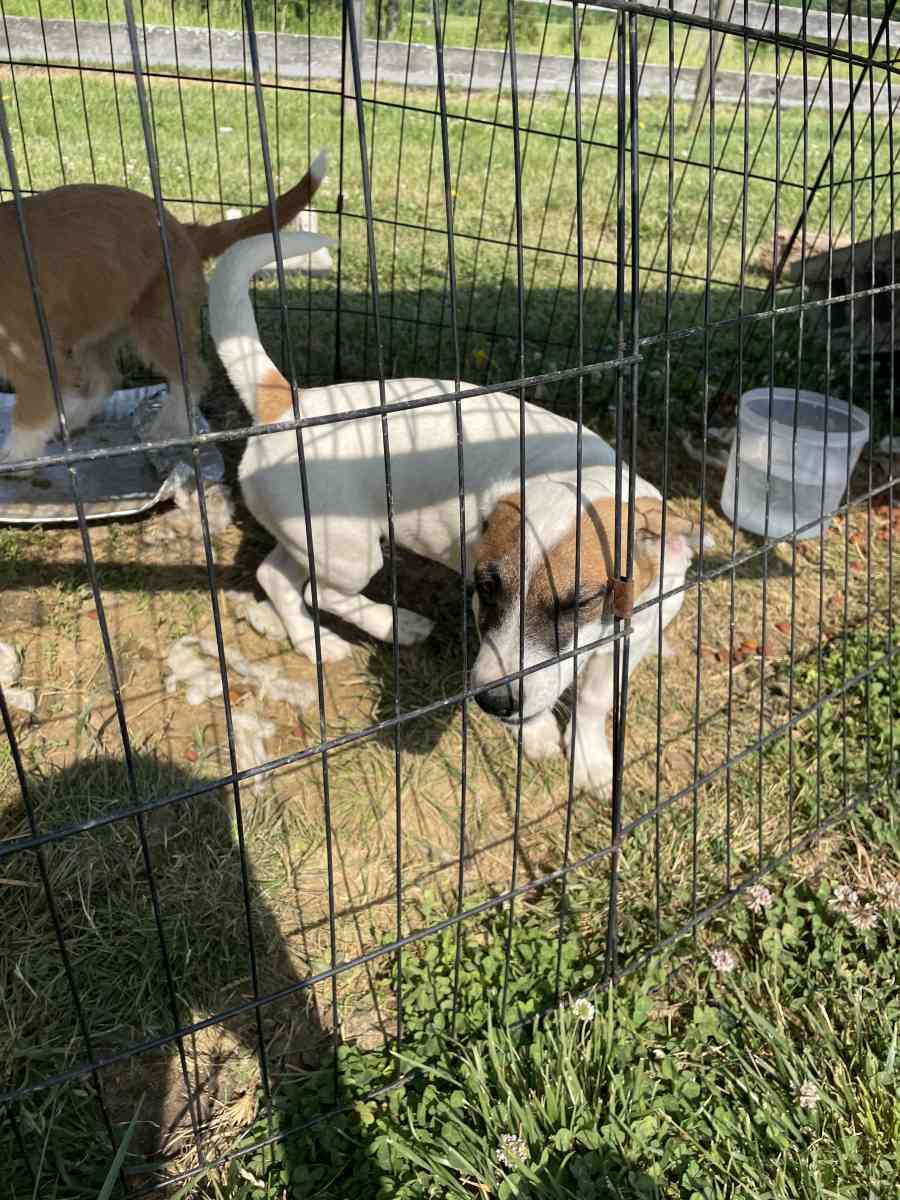 puppys - Williamstown, Kentucky - FleaMarketBay