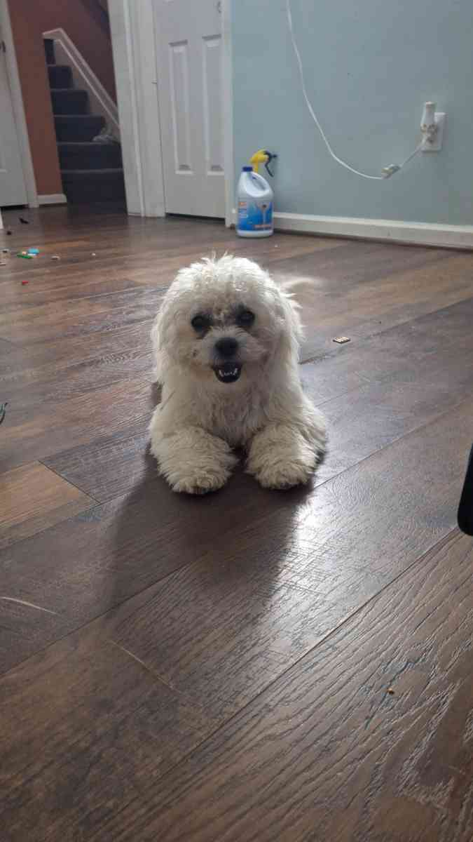 porq me movere - Fredericksburg, Virginia - FleaMarketBay